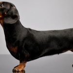 Short Legged Dog Breeds | The Best Rare And Unique Dog Breeds