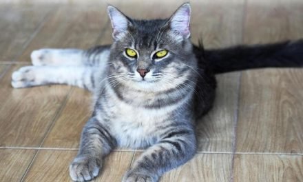 What You Should Do If Your Cat Loses Balance Back Legs