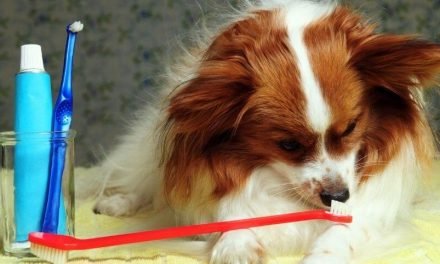 Homemade Dog Toothpaste | Easy Ways To Make Dog Toothpaste
