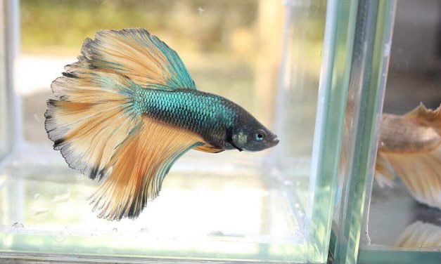 How To Keep A Betta Fish Tank Clean | Care Guide For Betta Fish