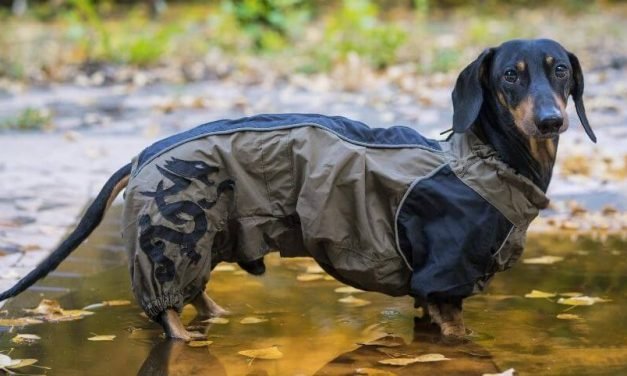 An Ultimate Guide To How To Make A Dog Raincoat