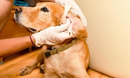 Home Remedies to Clean Dogs Ears | The Proven and Effective Ways