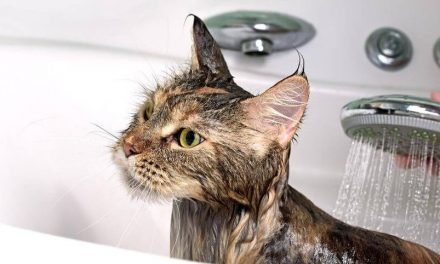 How Often Should You Bathe a Cat | A Complete Guide to Cat Grooming