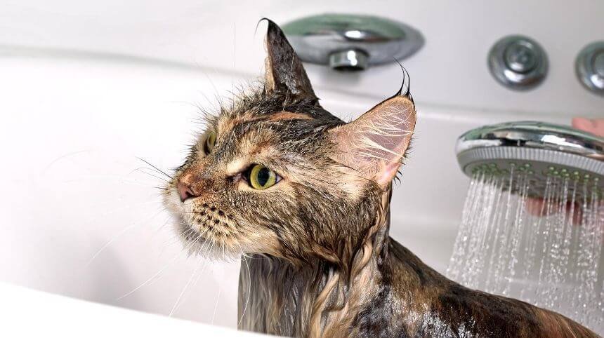 How Often Should You Bathe a Cat | A Complete Guide to Cat Grooming