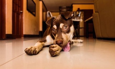 Know the Effective Ways to Keep a Dog Stop Licking Wound