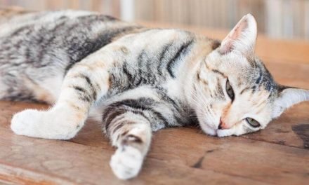 The Perfect Way Of How to Euthanize a Cat at Home without a Vet