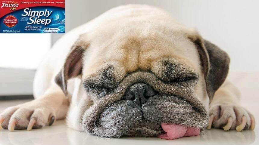 tylenol for dogs