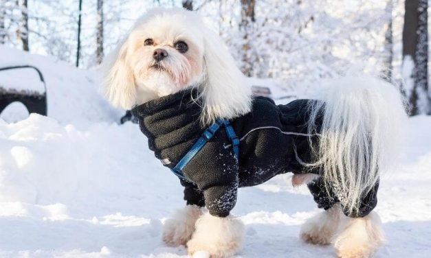 10 Ways to Keep Outside Dog Warm | Winter Care Guide for Dogs