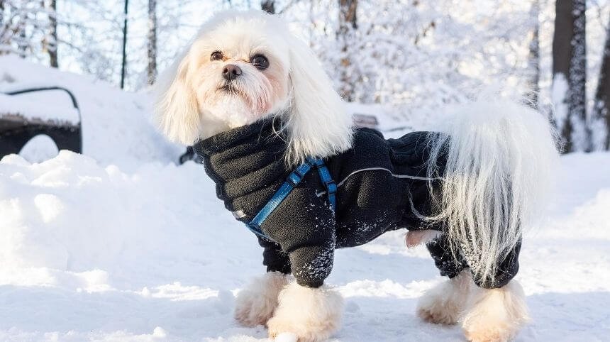 10 Ways to Keep Outside Dog Warm | Winter Care Guide for Dogs
