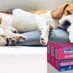 Putting a Dog to Sleep with Benadryl | A Complete Guide