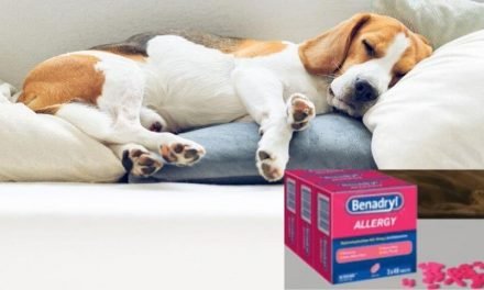 Putting a Dog to Sleep with Benadryl | A Complete Guide