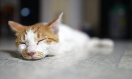 Know the Ways of Cat Sleeping Position When Sick