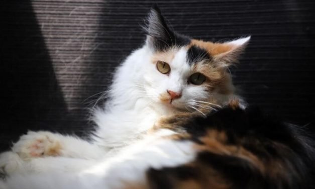 Know The Facts About How Much are Male Calico Cats Worth?