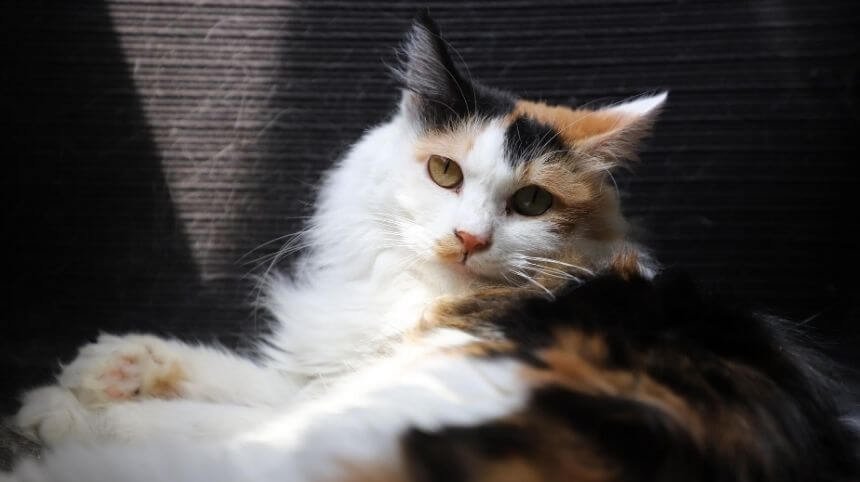 Know The Facts About How Much are Male Calico Cats Worth?
