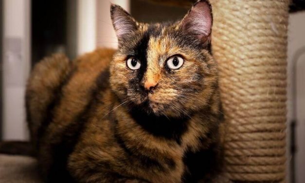 Surprising Facts About Life Span of a Tortoiseshell Cat You Should Know