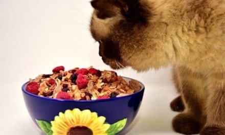 Top 10 Best Cat Food for Regurgitation Reviews in 2020 | Expert Choice