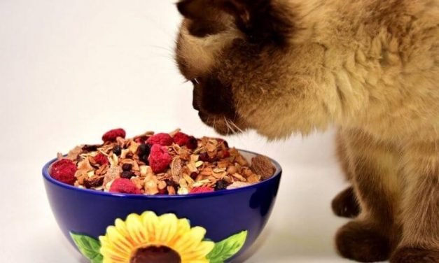 Top 10 Best Cat Food for Regurgitation Reviews in 2020 | Expert Choice