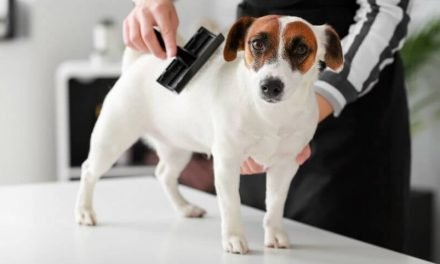 Best Dog Brush for Shedding Reviews in 2020 | Expert Guide