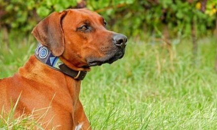 Best Leather Dog Collar | Buyer’s Guide and Reviews in 2020