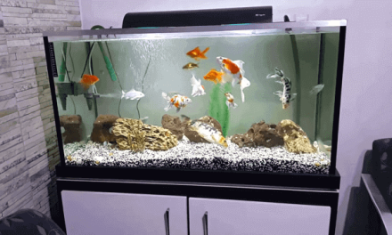 How to Cycle a Fish Tank | Tips for an Aquarium Cycle