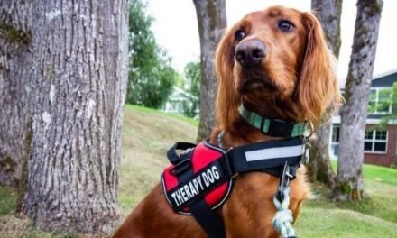 Best Breeds for Therapy Dogs Can Improve Mental and Physical Health