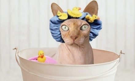 The Best Shampoo for Sphynx Cats | A Comprehensive Buyer’s Guide