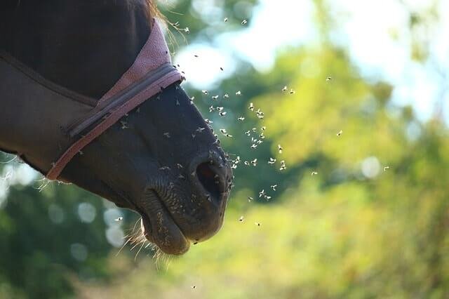 Know the Best Fly Spray for Horses That Really Works