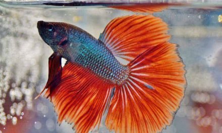 How Long Can a Betta Fish Go Without Food | Betta Fish Care Guide