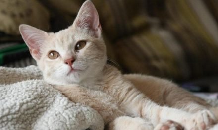 Why Do Cats Hump Blankets and How Do I Stop It?