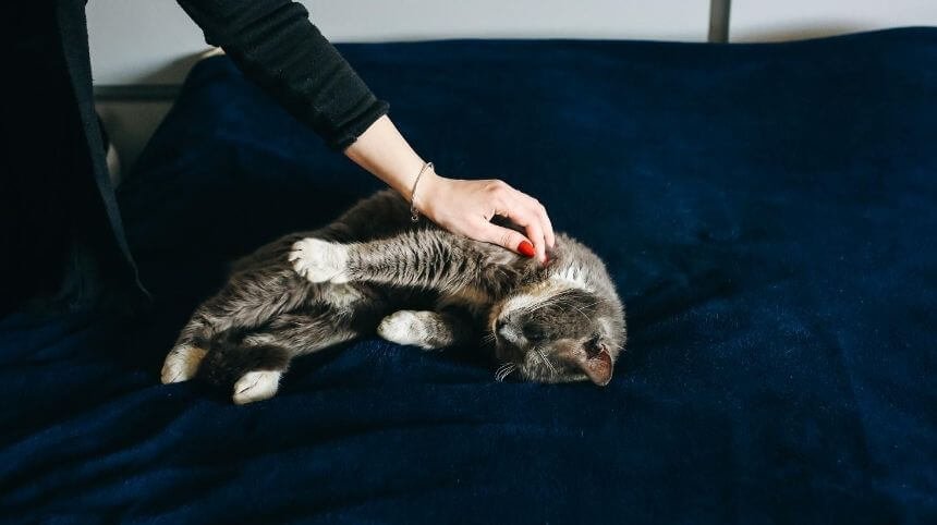 The Perfect Way Of How To Euthanize A Cat At Home Without A Vet