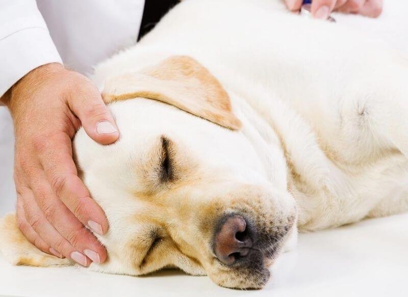 How To Euthanize A Dog With Tylenol Pm Ways To Put Down A Dog