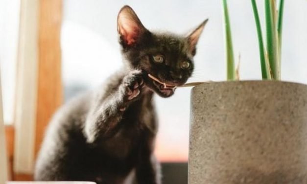 Werewolf Cat Breed | Get to Know the Facts About Lykoi Cat