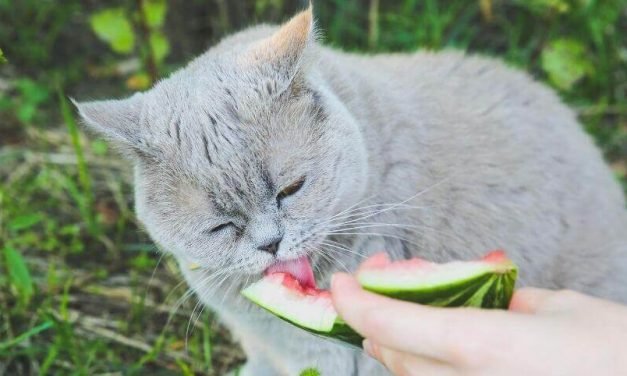 Can Cats Have Watermelon? | What Can Cats Eat?