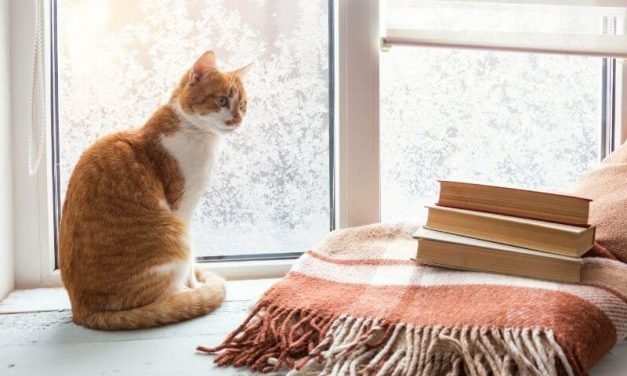 What Temperatures Do Cats Like | Tips to Keep Your Cat Warm