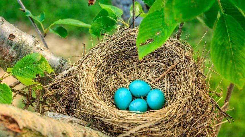 Why Are Robin Eggs Blue? | What Secrets Behind The Reason