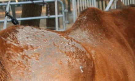 Rain Rot in Horses Home Remedies | How to Get Rid of Rain Rot