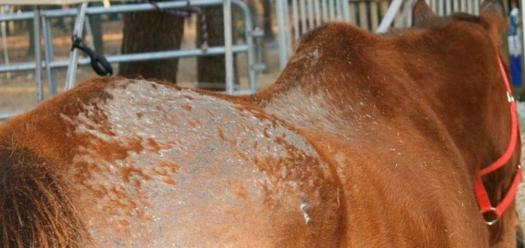 Rain Rot in Horses Home Remedies | How to Get Rid of Rain Rot