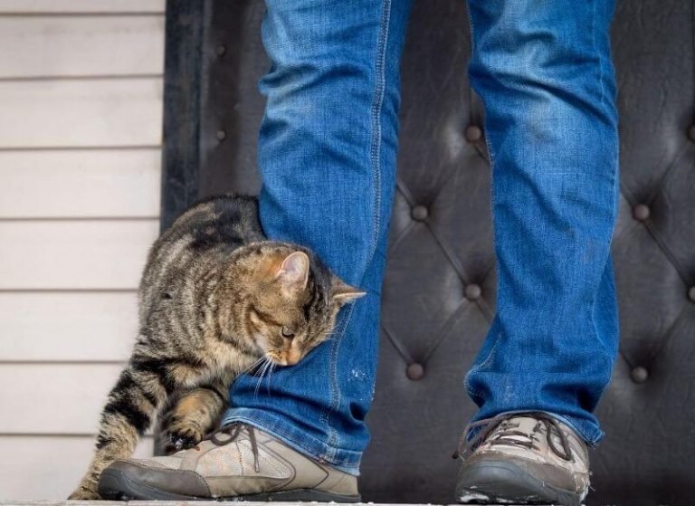 Why Is My Cat Clingy Ultimate Secrets to Fix Clinginess in Cats